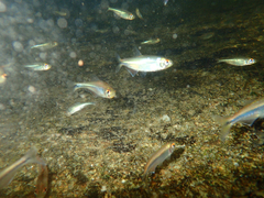 Bryconamericus guyanensis