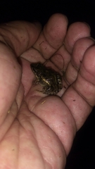 Leptodactylus latinasus