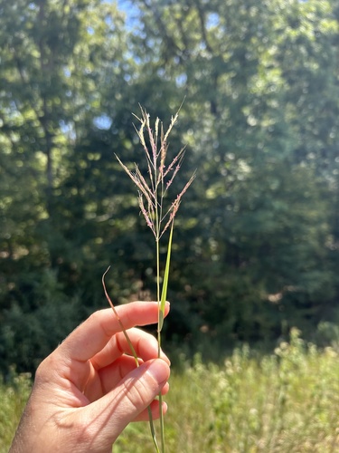 Bothriochloa bladhii iNat (2)