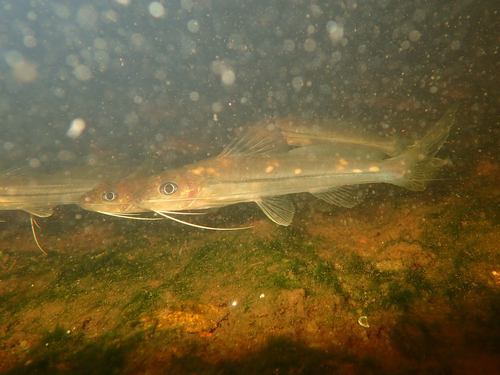 Pimelodella cristata · iNaturalist
