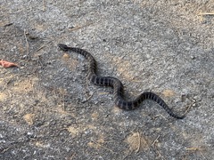 Gloydius intermedius