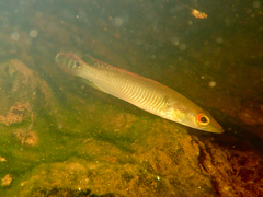 Crenicichla saxatilis