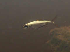 Characidae
