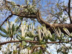 Agelanthus natalitius