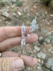 Polygala alba