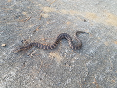 Gloydius intermedius