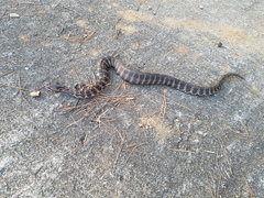 Gloydius intermedius