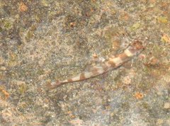 Liniparhomaloptera disparis