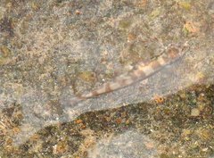 Liniparhomaloptera disparis