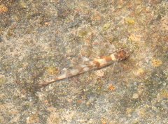 Liniparhomaloptera disparis