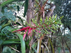 Aechmea bracteata