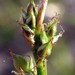 Carex communis - Photo (c) Leanne Wallis, algunos derechos reservados (CC BY-NC), subido por Leanne Wallis