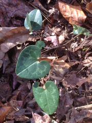 Hexastylis virginica