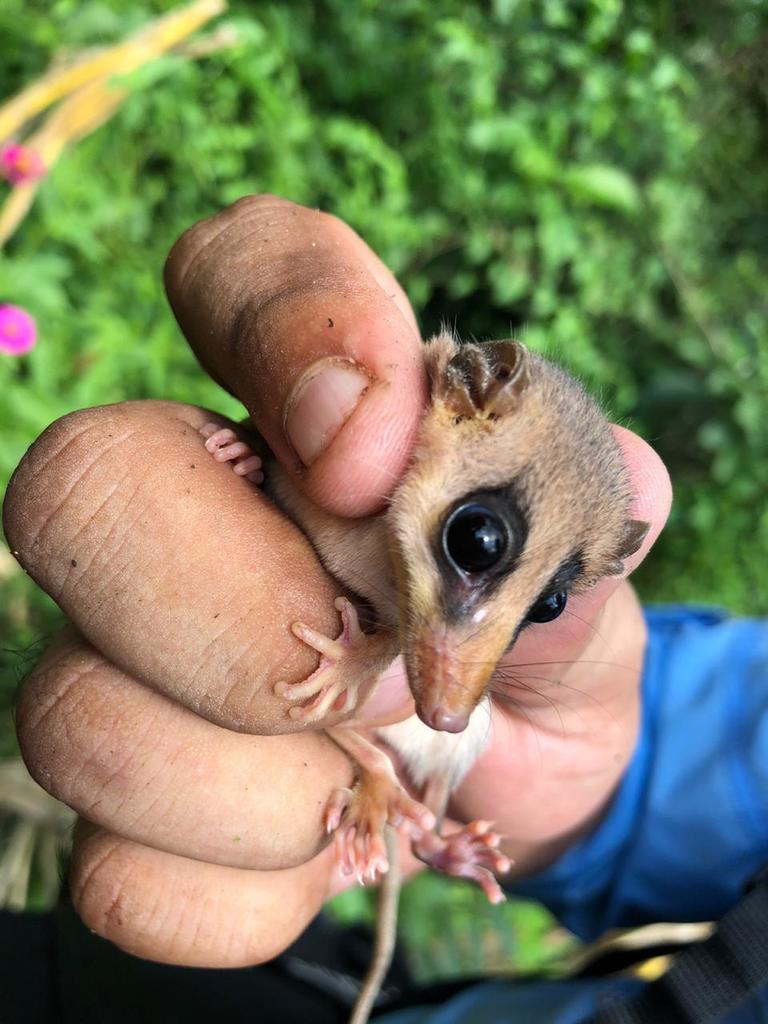 Genus Tlacuatzin iNaturalist