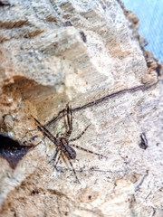 Acanthoctenus