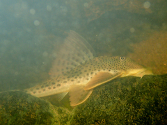 Hypostomus gymnorhynchus
