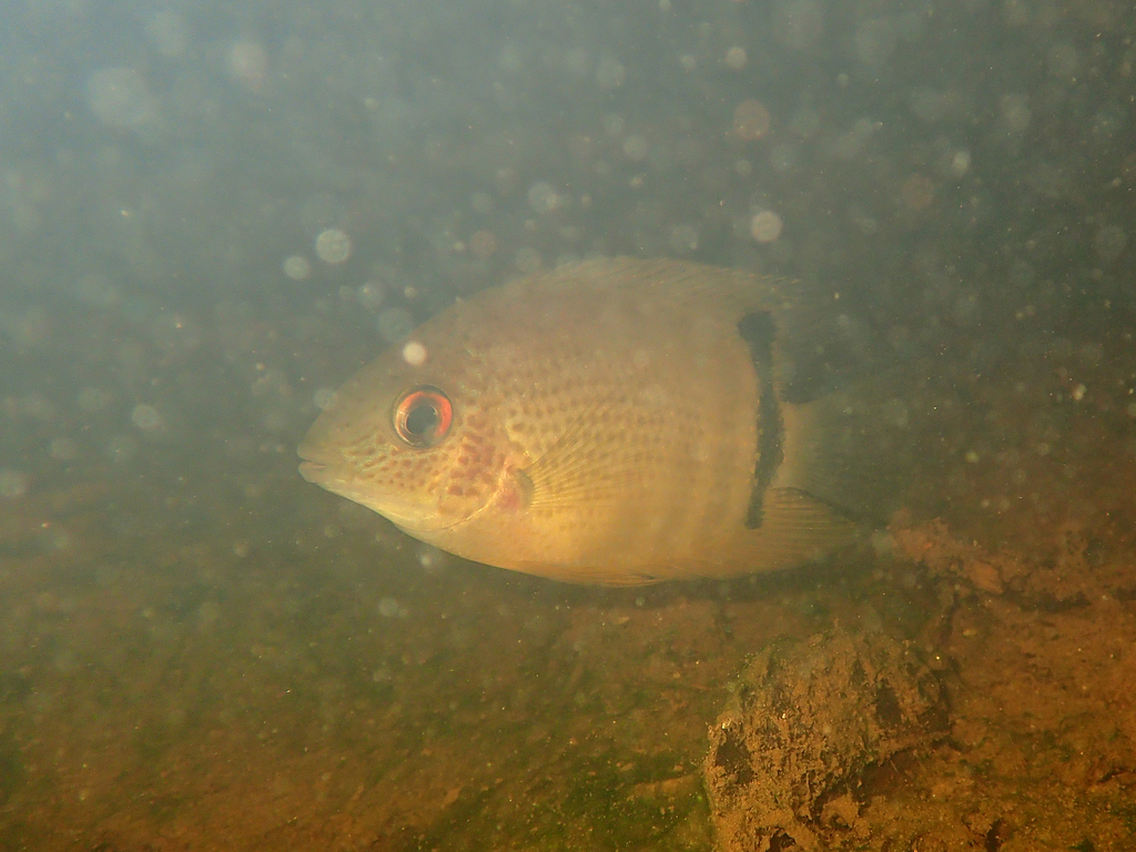 Cichlidé Severum (Cichlidé ocellé) (Heros efasciatus)