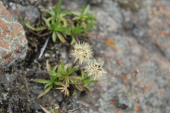 Noticastrum marginatum
