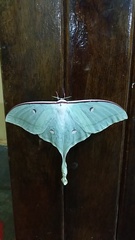 Actias selene