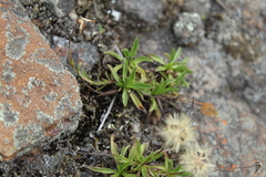 Noticastrum marginatum