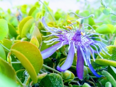 Passiflora subrotunda