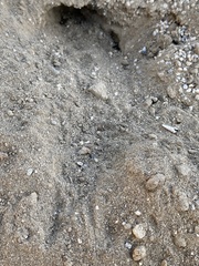 Perognathinae