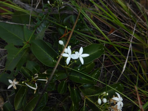 Psychotria coptosperma observed 2025-08-27