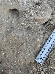 Perognathinae