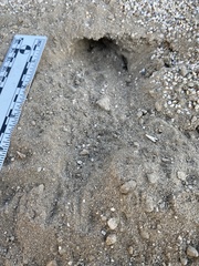 Perognathinae