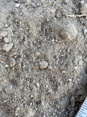 Perognathinae