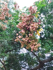 Koelreuteria bipinnata integrifoliola