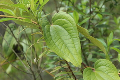 Smilax tomentosa