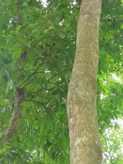 Draco spilopterus