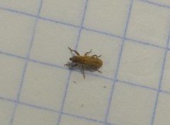 Microlarinus lypriformis