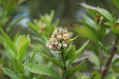 Baccharis prunifolia