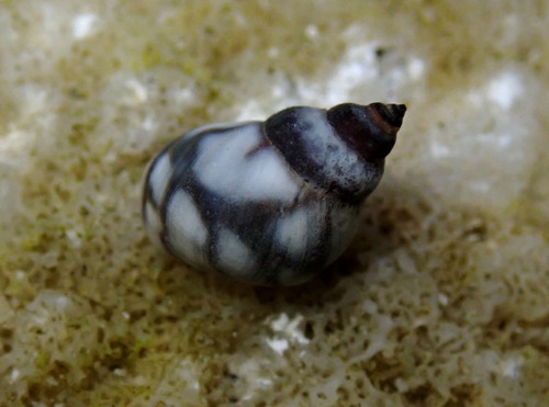 Echinolittorina hawaiiensis observed 2025-08-05