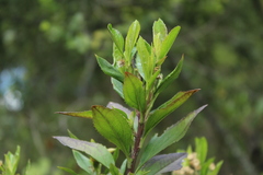 Baccharis prunifolia
