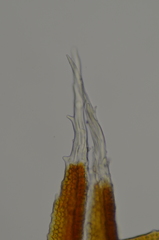 Schistidium papillosum