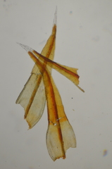 Schistidium papillosum