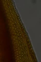 Schistidium papillosum