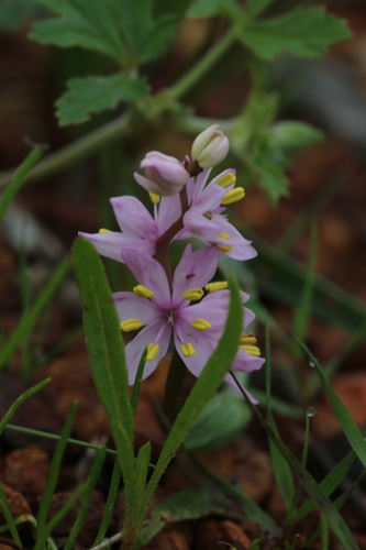 Wurmbea flavanthera (Wurmbea flavanthera)
