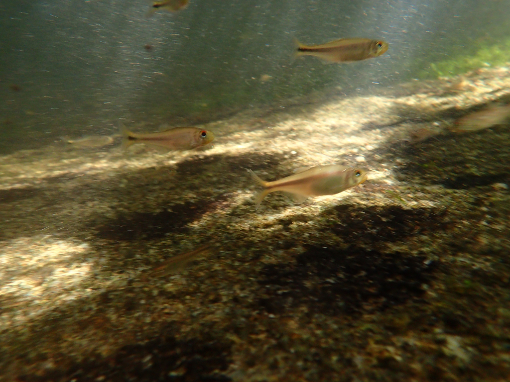 Tetra