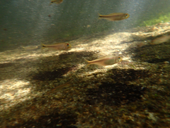 Bryconamericus guyanensis