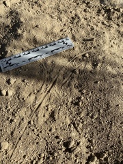 Perognathinae