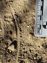 Perognathinae