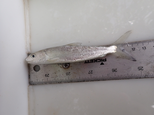 Albula glossodonta observed 2025-08-27