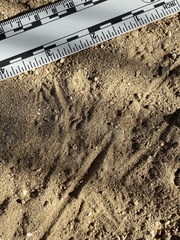 Perognathinae