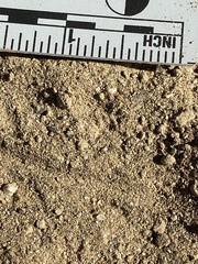 Perognathinae