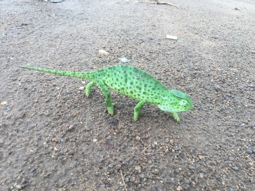 Senegal Chameleon