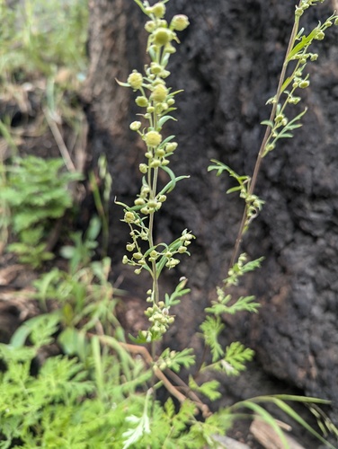 Ragweed Sagebrush (Artemisia franserioides)